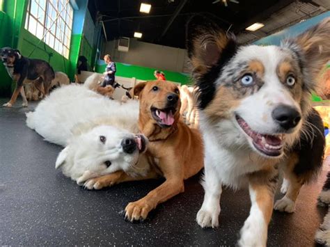 Playtime doggy daycare - Pooch Hotel offers daycare services inclusive of playground equipment, a pool, nap time, cameras, and transpiration services. For one full day of daycare, the price is $42. A 10-day package is $37 per day, and a 20-day package is $32.50 per day. Get in touch via phone at (312) 243- 2700 or email at info-westloop@poochhotel.com.